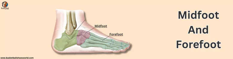 midfoot-and-forefoot