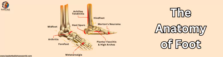 the-anatomy-of-foot